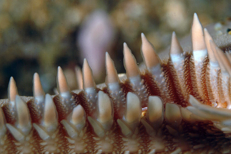 Astropecten platyacanthus (Philippi, 1837)